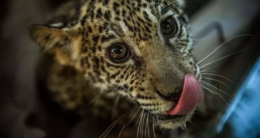 La pareja de jaguares eran ofrecidos en venta ilegal por un precio de 400 dólares. Foto: Cortesía