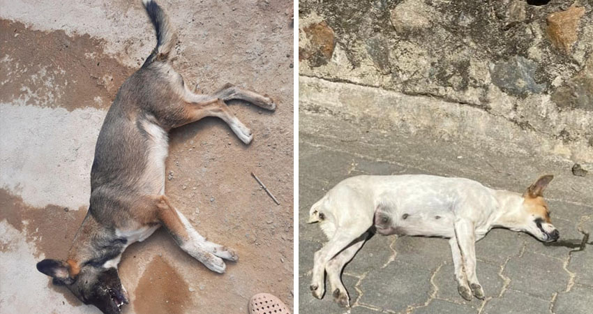 Perros mueren envenenados en Nueva Segovia. Foto: Cortesía/Radio ABC Stereo