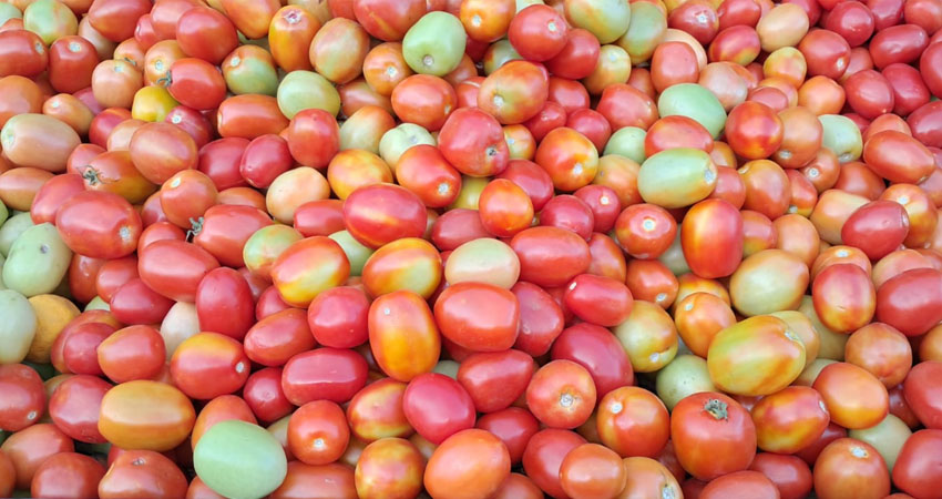 El tomate ha experimentado un alza en su precio. Foto: Cortesía/Radio ABC Stereo