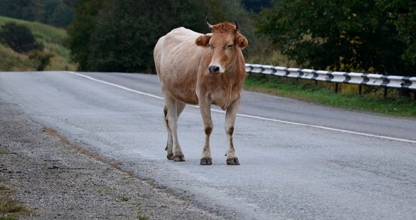 Animales en la vía frecuentemente provocan accidentes.