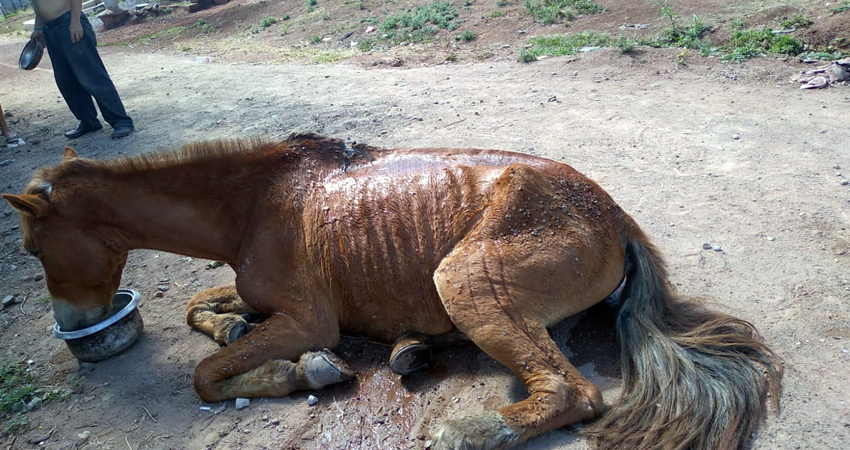 El abandono de animales no se detiene en Estelí. Foto: Famnuel Úbeda/Radio ABC Stereo