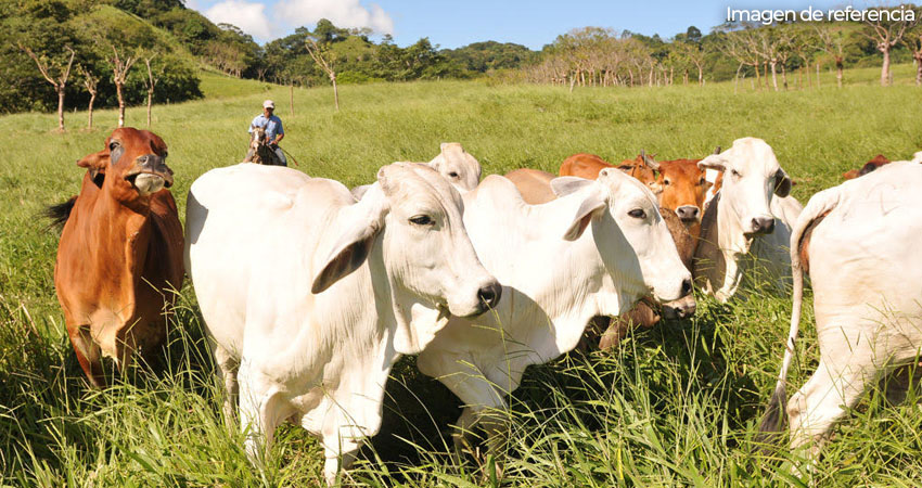 Cada verano es un reto para ganaderos del corredor seco de Estelí. El cambio climático y largos períodos sin lluvia preocupan al sector.