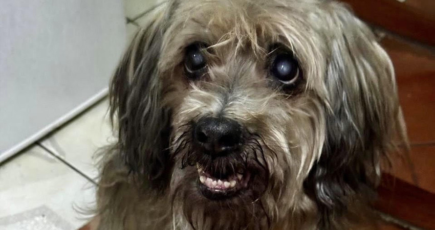 La mascota fue atropellada por el conductor de un vehículo que no se detuvo tras el accidente. Foto: Cortesía