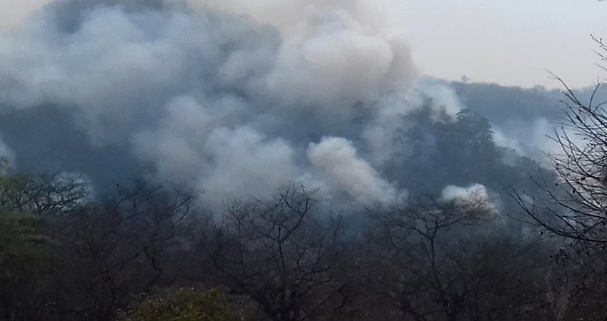 Los incendios han afectado decenas de manzanas de bosques. Foto: Juan Fco. Dávila/Radio ABC Stereo