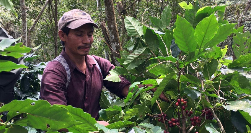 El plan estuvo a cargo del ejército. Durante los cortes, los productores emplearon a más de 65 mil personas y se cosecharon cerca de 480 mil quintales de café.