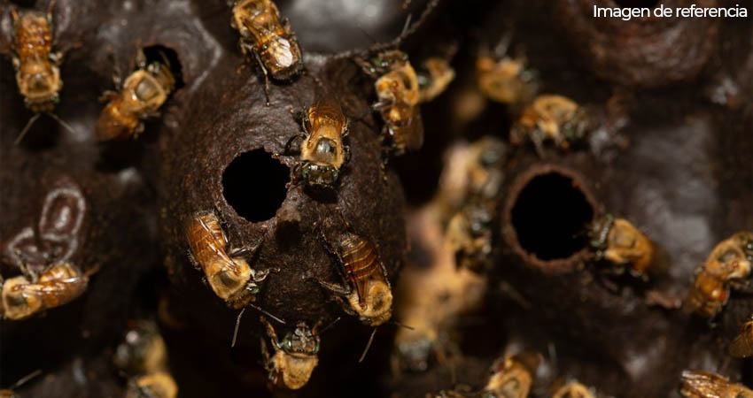 Alertan de la presencia de abejas en una comunidad somoteña. Foto: Imagen de referencia