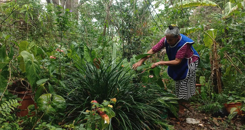Daysi González Pineda, de 67 años de edad, creó un espacio donde la vida florece con más de 800 especies de plantas, este es Jardines El Porvenir, dedicado a la producción y comercialización de plantas.