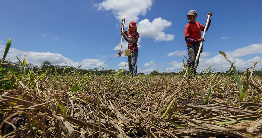 Granos como el frijol y maíz están siendo más demandados. Foto: Roberto Mora/Radio ABC Stereo