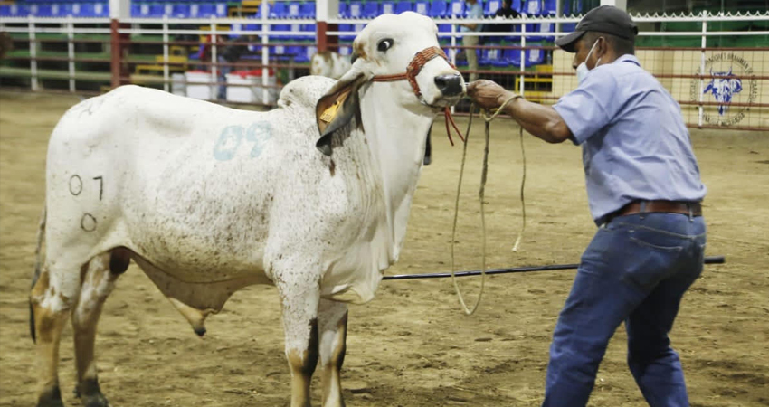 El ganado es criado en Estelí. Foto: Cortesía/Radio ABC Stereo