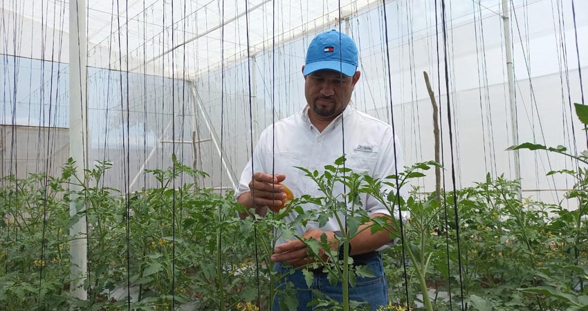 Silvio Escoto cultiva chile mundial o pimentón, que usualmente ha tenido que ser importado en Nicaragua, por lo que sus productos se ofertan en varios supermercados, además, implementa estrategias de adaptación al cambio climático.