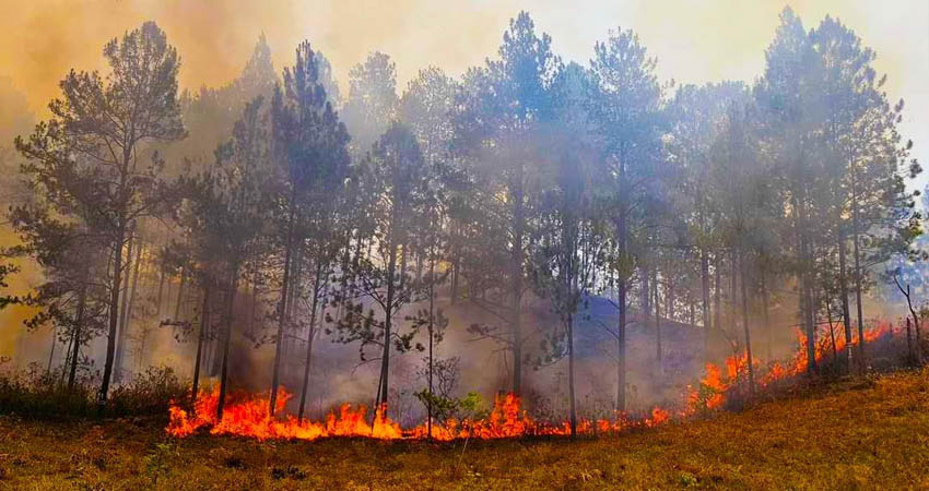 Incendio forestal en San Fernando. Foto: Cortesía/Radio ABC Stereo