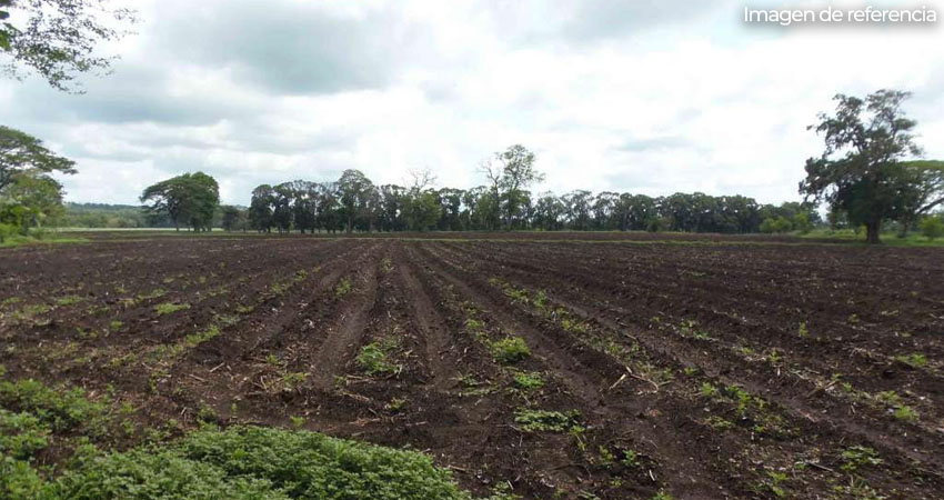Productores preparan tierras para siembra. Foto: Imagen de referencia
