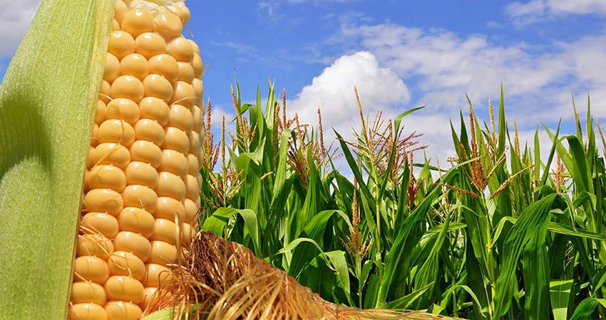 El maíz podría escasear. Imagen de referencia
