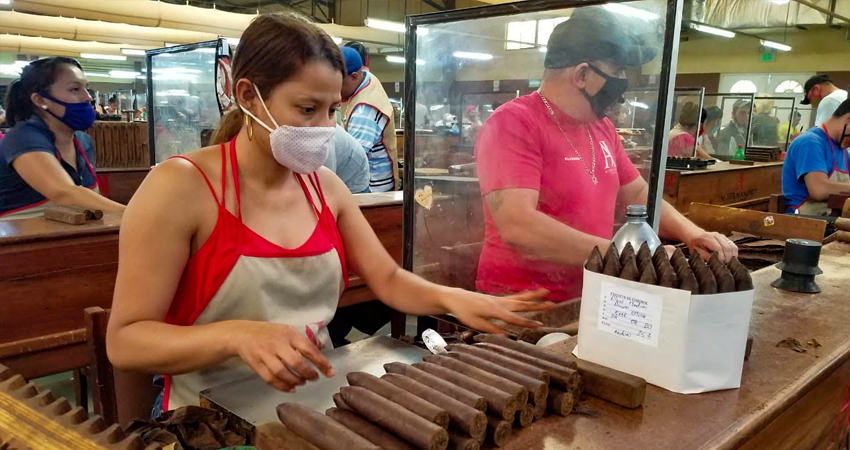 En la tabacalera AJ Fernández Cigars reportan un incremento del 20 por ciento en la producción. Foto: Roberto Mora/Radio ABC Stereo