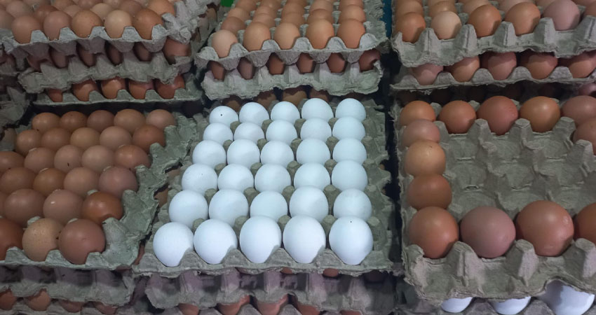 La cajilla de huevo subió 15 córdobas, en comparación a los precios de la semana pasada. El alza se debe al incremento en los costos del concentrado para las gallinas ponedoras.