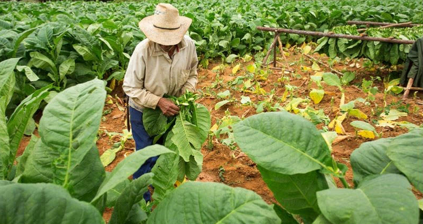 Plantación de tabaco. Foto de referencia.
