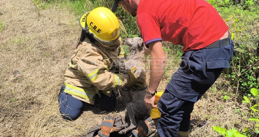 Afortunadamente, el perro fue rescatado sin lesiones. Foto: Cortesía/Radio ABC Stereo