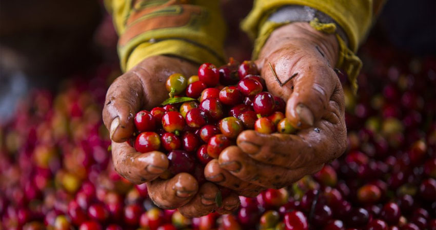 De 232 dólares en que se mantuvo hasta el mes de septiembre el precio del quintal de café, éste ha bajado hasta 164 dólares en el mercado internacional, lo que provoca perjuicios a los productores ante los altos costos de los insumos, además, ocasiona que los obreros reciban pagos más bajos.