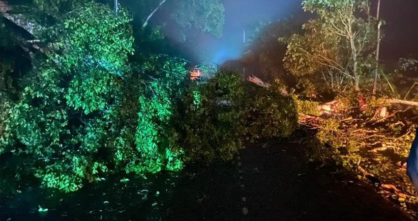 Árbol no soportó los vientos y cayó en medio de la vía. Foto: Cortesía / Radio ABC Stereo
