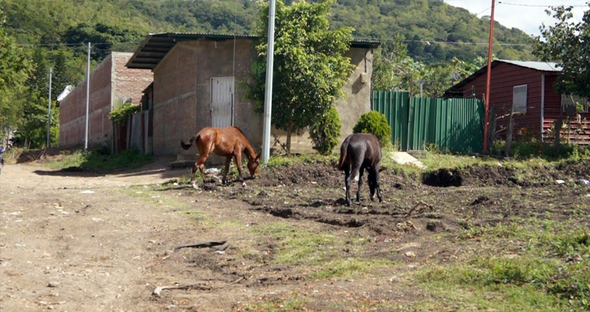 Muchos animales deambulan por el sector. Foto: Juan Fco. Dávila/Radio ABC Stereo