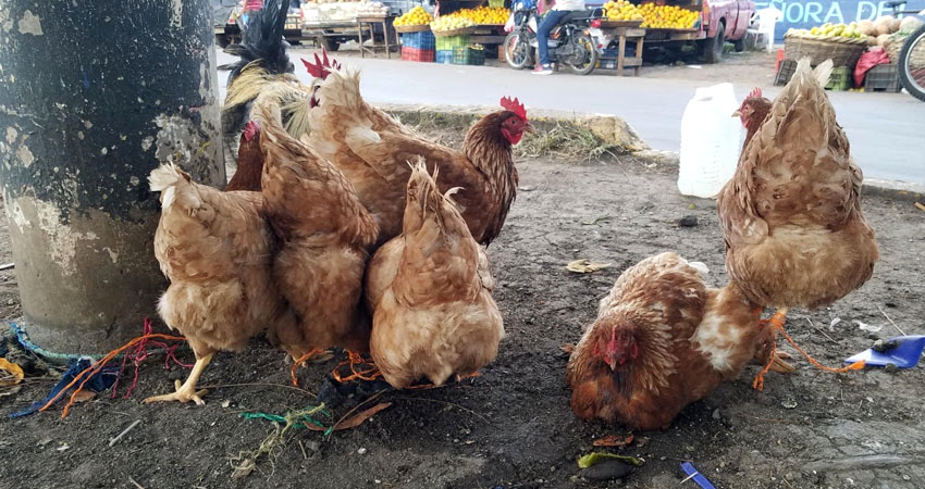 El precio de las gallinas varía según su tamaño. Foto: Roberto Mora/Radio ABC Stereo