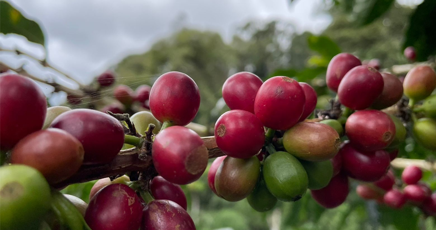 Esta es la primera edición del Festival Manos de Café que se hace en Estelí. Foto de referencia.