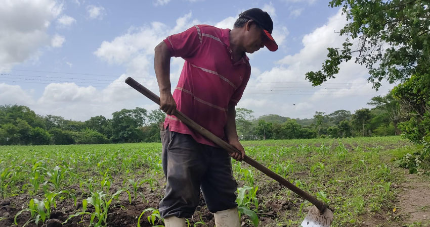 Se están realizando las gestiones para poder atender necesidades de los campesinos. Foto: Jacdiel Rivera/Radio ABC Stereo