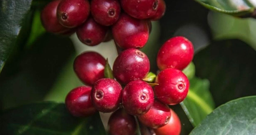 Esta situación podría responder al comportamiento cíclico del cultivo del café.