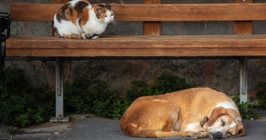 Habitantes muestran su preocupación ante envenenamiento de perros y gatos. Foto de referencia