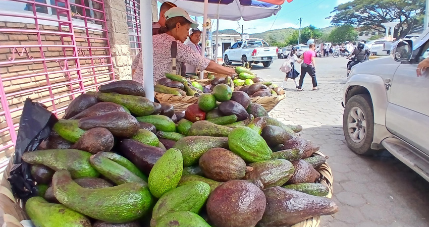 Se espera que, en marzo, el precio del aguacate disminuya. Foto: Byron Altamirano/Radio ABC Stereo
