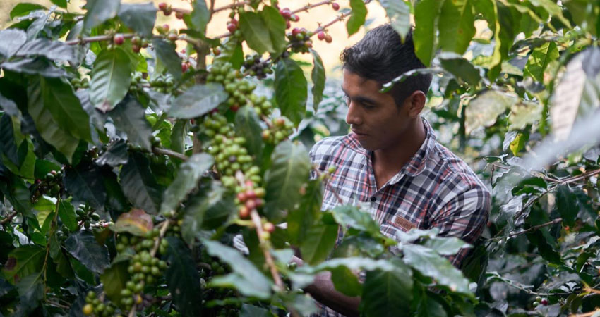 Desde el 2019 se ha logrado graduar a más de 600 jóvenes nicaragüenses con cursos especializados en todo el proceso de producción del café.  Foto: Nestlé/Radio ABC Stereo