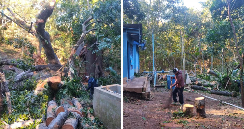La caída del árbol provocó daños en la infraestructura, lo que causó interrupción momentánea en  el servicio de agua