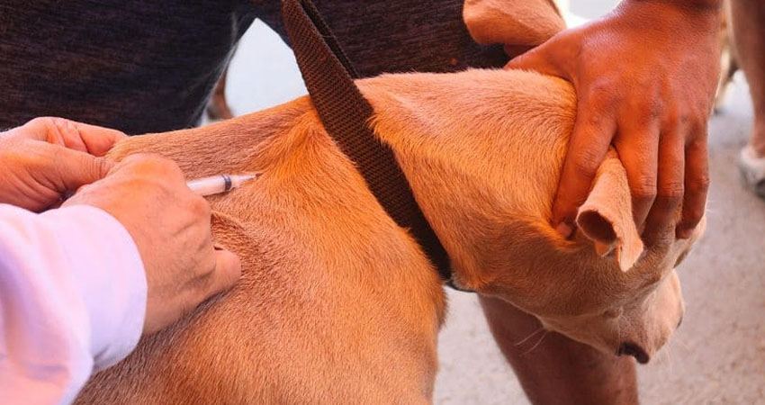 El Ministerio de Salud solicita a los dueños de mascotas que acudan con sus canes a esta jornada que se realiza frente a la alcaldía de El Jícaro.