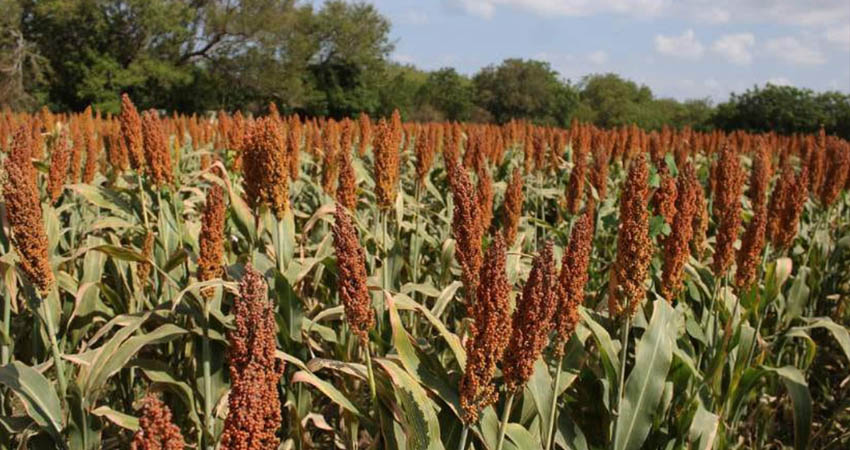 Los productores esperan que mejore el clima para iniciar la recolección. Foto: Cortesía/19 digital