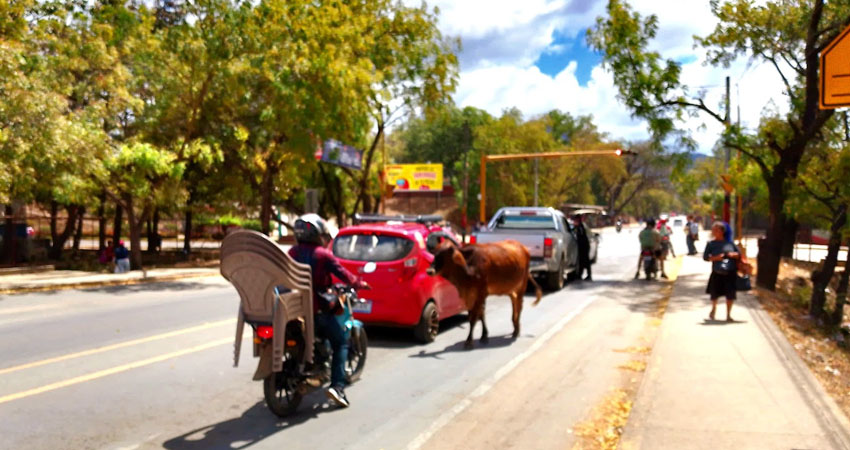 Los pobladores comentaron que las vacas suelen esparcir la basura y meterse en medio del tráfico. Foto: Jordan Colindres/Radio ABC Stereo