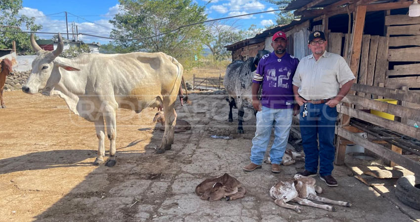 De los cuatro terneros, uno murió. Foto: José Enrique Ortega/Radio ABC Stereo