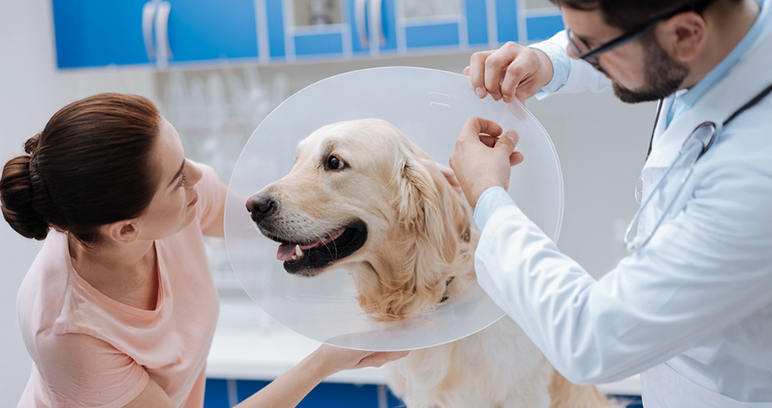 Cada último martes de febrero se conmemora el Día Mundial de la Esterilización en Animales. Foto: Referencia/Radio ABC Stereo
