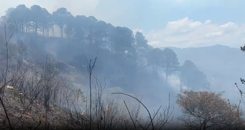 Más de 100 árboles de pino, roble y otras especies, así como los animales, sufrieron los efectos de un voraz incendio forestal que se presentó en el Cerro Los Lipes, de Matagalpa.