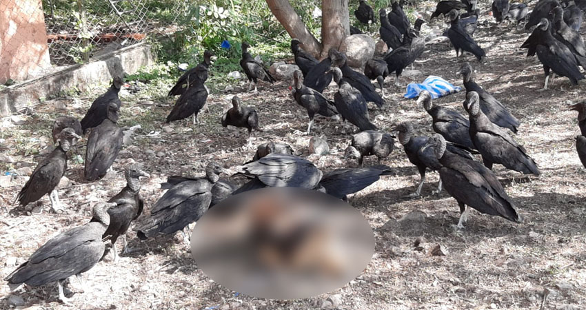 Aves de rapiña devorando animales muertos cerca de preescolar. Foto: Cortesía/Radio ABC Stereo