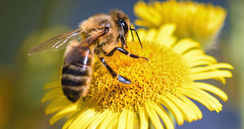 Las abejas y otros polinizadores requieren protección de sus hábitats y su diversidad. Imagen de referencia