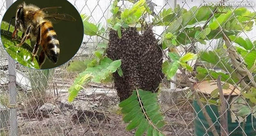 Mujer muere por un ataque de abejas. Foto: Imagen de referencia