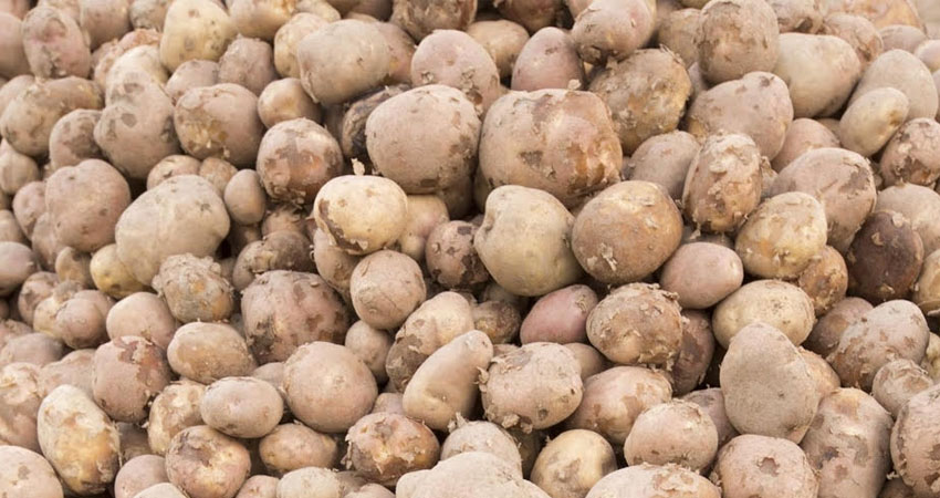 Productores de papa preocupados por precios bajos. Foto de referencia
