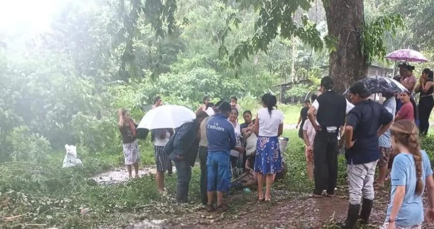 Niño de 10 años muere tras caer un árbol sobre su humanidad. Foto: Cortesía/Radio ABC Stereo