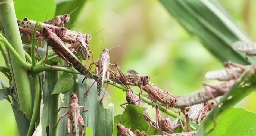 La langosta es un insecto que vuela durante el día y reposa sobre cultivos por la noche. Se alimenta de hojas y tallos de las plantas y provoca daños en plantaciones.