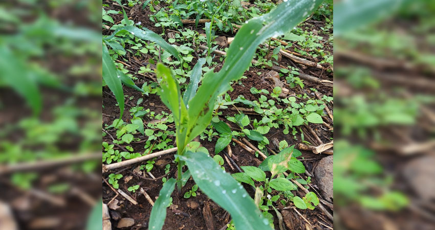 Cada productor debe fumigar al día siguiente de la siembra, de lo contrario, las plantas recién nacidas, sean de maíz o millón, son devoradas por las langostas.