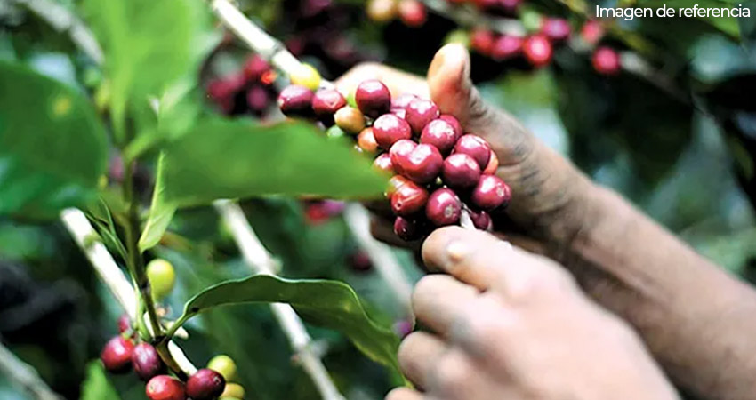 Sin obreros peligra la sacada de la sacada de cosecha de café. Imagen de referencia