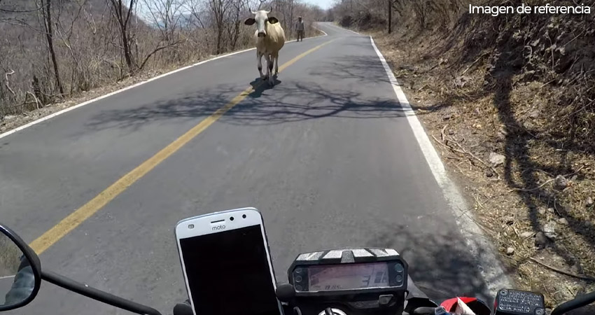 El motociclista asegura que la vaca lo embistió repentinamente. Imagen con fines ilustrativos