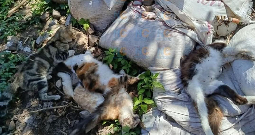 Pobladores denunciaron el envenenamiento de ocho gatos. Foto: Cortesía/Radio ABC Stereo
