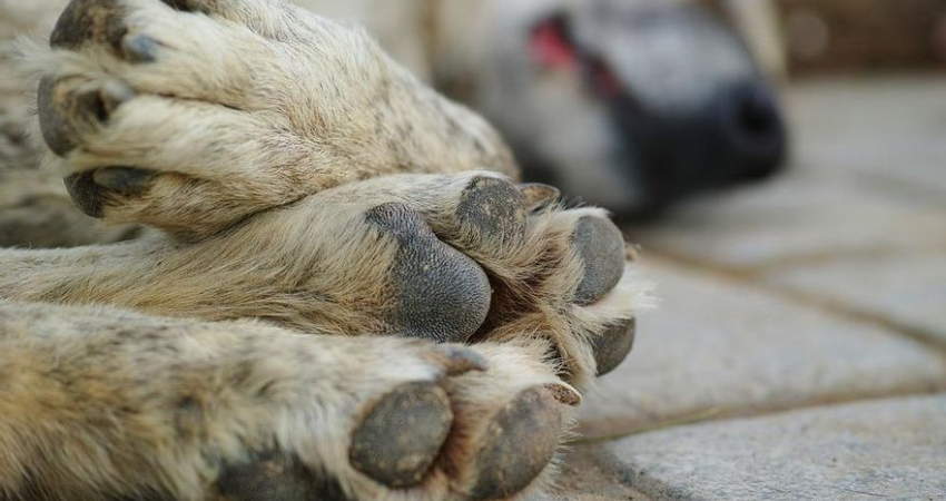 Este no es el único caso de envenenamiento a mascotas en las últimas semanas. Foto: Referencia/Radio ABC Stereo