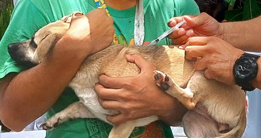 Campaña de vacunación contra mascotas. Foto: Imagen de referencia